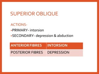 SUPERIOR OBLIQUE
ACTIONS-
•PRIMARY- intorsion
•SECONDARY- depression & abduction
ANTERIORFIBRES INTORSION
POSTERIOR FIBRES DEPRESSION
 