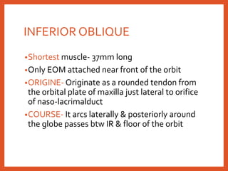 INFERIOR OBLIQUE
•Shortest muscle- 37mm long
•Only EOM attached near front of the orbit
•ORIGINE- Originate as a rounded tendon from
the orbital plate of maxilla just lateral to orifice
of naso-lacrimalduct
•COURSE- It arcs laterally & posteriorly around
the globe passes btw IR & floor of the orbit
 