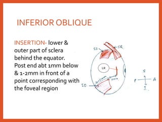 INFERIOR OBLIQUE
INSERTION- lower &
outer part of sclera
behind the equator.
Post end abt 1mm below
& 1-2mm in front of a
point corresponding with
the foveal region
LR
 