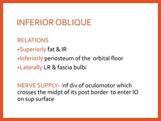 INFERIOR OBLIQUE
RELATIONS
•Superiorly fat & IR
•Inferiorly periosteum of the orbital floor
•Laterally LR & fascia bulbi
NERVE SUPPLY- Inf div of oculomotor which
crosses the midpt of its post border to enter IO
on sup surface
 