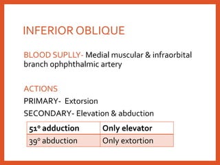 INFERIOR OBLIQUE
BLOOD SUPLLY- Medial muscular & infraorbital
branch ophphthalmic artery
ACTIONS
PRIMARY- Extorsion
SECONDARY- Elevation & abduction
510 adduction Only elevator
390 abduction Only extortion
 