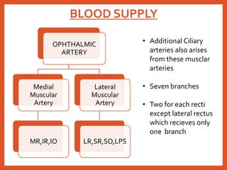 BLOOD SUPPLY
OPHTHALMIC
ARTERY
Medial
Muscular
Artery
MR,IR,IO
Lateral
Muscular
Artery
LR,SR,SO,LPS
• Additional Ciliary
arteries also arises
from these musclar
arteries
• Seven branches
• Two for each recti
except lateral rectus
which recieves only
one branch
 