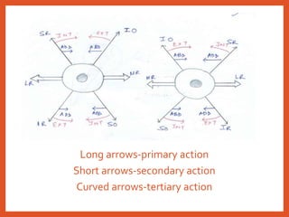 Long arrows-primary action
Short arrows-secondary action
Curved arrows-tertiary action
 