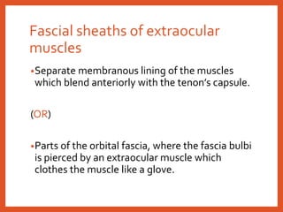 Fascial sheaths of extraocular
muscles
•Separate membranous lining of the muscles
which blend anteriorly with the tenon’s capsule.
(OR)
•Parts of the orbital fascia, where the fascia bulbi
is pierced by an extraocular muscle which
clothes the muscle like a glove.
 