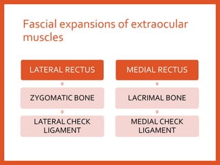 Fascial expansions of extraocular
muscles
LATERAL RECTUS
ZYGOMATIC BONE
LATERAL CHECK
LIGAMENT
MEDIAL RECTUS
LACRIMAL BONE
MEDIAL CHECK
LIGAMENT
 