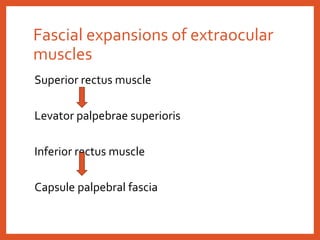 Fascial expansions of extraocular
muscles
Superior rectus muscle
Levator palpebrae superioris
Inferior rectus muscle
Capsule palpebral fascia
 