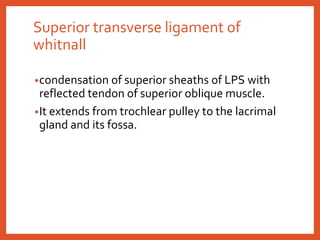 Superior transverse ligament of
whitnall
•condensation of superior sheaths of LPS with
reflected tendon of superior oblique muscle.
•It extends from trochlear pulley to the lacrimal
gland and its fossa.
 