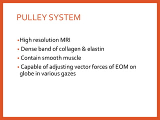 PULLEY SYSTEM
•High resolution MRI
• Dense band of collagen & elastin
• Contain smooth muscle
• Capable of adjusting vector forces of EOM on
globe in various gazes
 