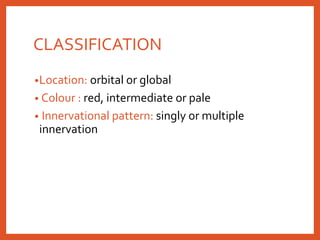 CLASSIFICATION
•Location: orbital or global
• Colour : red, intermediate or pale
• Innervational pattern: singly or multiple
innervation
 
