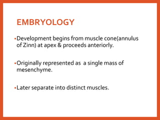 EMBRYOLOGY
•Development begins from muscle cone(annulus
of Zinn) at apex & proceeds anteriorly.
•Originally represented as a single mass of
mesenchyme.
•Later separate into distinct muscles.
 