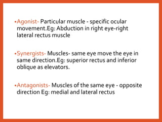 •Agonist- Particular muscle - specific ocular
movement.Eg: Abduction in right eye-right
lateral rectus muscle
•Synergists- Muscles- same eye move the eye in
same direction.Eg: superior rectus and inferior
oblique as elevators.
•Antagonists- Muscles of the same eye - opposite
direction Eg: medial and lateral rectus
 