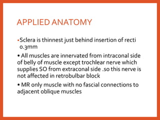 APPLIED ANATOMY
•Sclera is thinnest just behind insertion of recti
0.3mm
• All muscles are innervated from intraconal side
of belly of muscle except trochlear nerve which
supplies SO from extraconal side .so this nerve is
not affected in retrobulbar block
• MR only muscle with no fascial connections to
adjacent oblique muscles
 