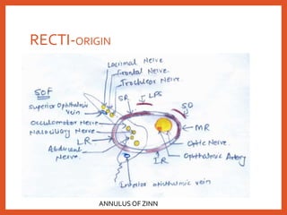 RECTI-ORIGIN
ANNULUS OF ZINN
 