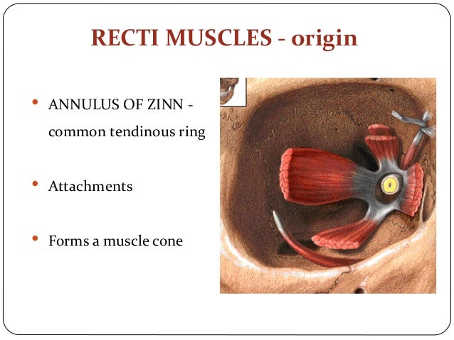 Extraocular muscles