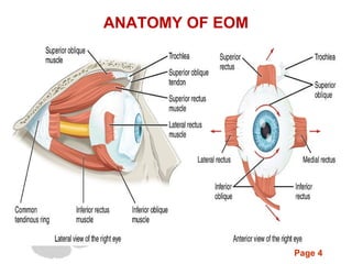 Page 4
ANATOMY OF EOM
 