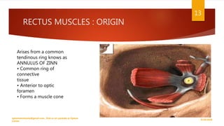 RECTUS MUSCLES : ORIGIN
9/29/2020
optometristsania@gmail.com , find us on youtube as Optom
Corner
13
Arises from a common
tendinous ring knows as
ANNULUS OF ZINN
• Common ring of
connective
tissue
• Anterior to optic
foramen
• Forms a muscle cone
 