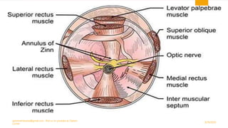 9/29/2020
optometristsania@gmail.com , find us on youtube as Optom
Corner
15
 
