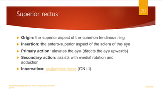 Superior rectus
 Origin: the superior aspect of the common tendinous ring
 Insertion: the antero-superior aspect of the sclera of the eye
 Primary action: elevates the eye (directs the eye upwards)
 Secondary action: assists with medial rotation and
adduction
 Innervation: oculomotor nerve (CN III)
9/29/2020
optometristsania@gmail.com , find us on youtube as Optom
Corner
20
 