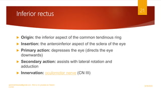 Inferior rectus
 Origin: the inferior aspect of the common tendinous ring
 Insertion: the anteroinferior aspect of the sclera of the eye
 Primary action: depresses the eye (directs the eye
downwards)
 Secondary action: assists with lateral rotation and
adduction
 Innervation: oculomotor nerve (CN III)
9/29/2020
optometristsania@gmail.com , find us on youtube as Optom
Corner
21
 