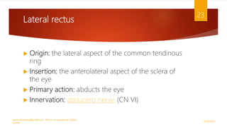 Lateral rectus
 Origin: the lateral aspect of the common tendinous
ring
 Insertion: the anterolateral aspect of the sclera of
the eye
 Primary action: abducts the eye
 Innervation: abducens nerve (CN VI)
9/29/2020
optometristsania@gmail.com , find us on youtube as Optom
Corner
23
 