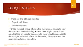 OBLIQUE MUSCLES
 There are two oblique muscles:
1. Superior Oblique
2. Inferior Oblique
• Unlike the recti group of muscles, they do not originate from
the common tendinous ring. • From their origin, the oblique
muscles take an angular approach to the eyeball (in contrast to
the straight approach of the recti muscles). They attach to the
posterior surface of the sclera.
9/29/2020
optometristsania@gmail.com , find us on youtube as Optom
Corner
24
 