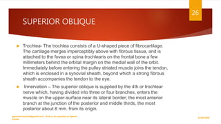 SUPERIOR OBLIQUE
 Trochlea- The trochlea consists of a U-shaped piece of fibrocartilage.
The cartilage merges imperceptibly above with fibrous tissue, and is
attached to the fovea or spina trochlearis on the frontal bone a few
millimeters behind the orbital margin on the medial wall of the orbit.
Immediately before entering the pulley striated muscle joins the tendon,
which is enclosed in a synovial sheath, beyond which a strong fibrous
sheath accompanies the tendon to the eye.
 Innervation – The superior oblique is supplied by the 4th or trochlear
nerve which, having divided into three or four branches, enters the
muscle on the upper-surface near its lateral border; the most anterior
branch at the junction of the posterior and middle thirds, the most
posterior about 8 mm. from its origin.
9/29/2020
optometristsania@gmail.com , find us on youtube as Optom
Corner
26
 