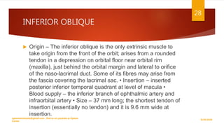 INFERIOR OBLIQUE
 Origin – The inferior oblique is the only extrinsic muscle to
take origin from the front of the orbit; arises from a rounded
tendon in a depression on orbital floor near orbital rim
(maxilla), just behind the orbital margin and lateral to orifice
of the naso-lacrimal duct. Some of its fibres may arise from
the fascia covering the lacrimal sac. • Insertion – inserted
posterior inferior temporal quadrant at level of macula •
Blood supply – the inferior branch of ophthalmic artery and
infraorbital artery • Size – 37 mm long; the shortest tendon of
insertion (essentially no tendon) and it is 9.6 mm wide at
insertion.
9/29/2020
optometristsania@gmail.com , find us on youtube as Optom
Corner
28
 