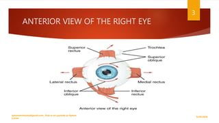 ANTERIOR VIEW OF THE RIGHT EYE
9/29/2020
optometristsania@gmail.com , find us on youtube as Optom
Corner
3
 