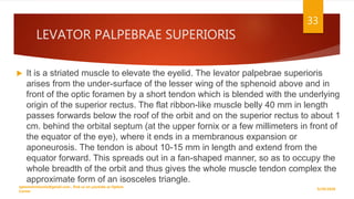 LEVATOR PALPEBRAE SUPERIORIS
 It is a striated muscle to elevate the eyelid. The levator palpebrae superioris
arises from the under-surface of the lesser wing of the sphenoid above and in
front of the optic foramen by a short tendon which is blended with the underlying
origin of the superior rectus. The flat ribbon-like muscle belly 40 mm in length
passes forwards below the roof of the orbit and on the superior rectus to about 1
cm. behind the orbital septum (at the upper fornix or a few millimeters in front of
the equator of the eye), where it ends in a membranous expansion or
aponeurosis. The tendon is about 10-15 mm in length and extend from the
equator forward. This spreads out in a fan-shaped manner, so as to occupy the
whole breadth of the orbit and thus gives the whole muscle tendon complex the
approximate form of an isosceles triangle.
9/29/2020
optometristsania@gmail.com , find us on youtube as Optom
Corner
33
 