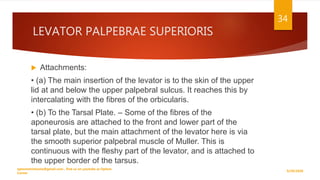 LEVATOR PALPEBRAE SUPERIORIS
 Attachments:
• (a) The main insertion of the levator is to the skin of the upper
lid at and below the upper palpebral sulcus. It reaches this by
intercalating with the fibres of the orbicularis.
• (b) To the Tarsal Plate. – Some of the fibres of the
aponeurosis are attached to the front and lower part of the
tarsal plate, but the main attachment of the levator here is via
the smooth superior palpebral muscle of Muller. This is
continuous with the fleshy part of the levator, and is attached to
the upper border of the tarsus.
9/29/2020
optometristsania@gmail.com , find us on youtube as Optom
Corner
34
 