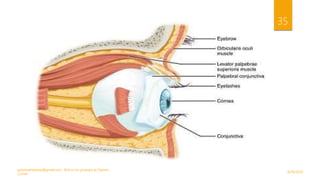 9/29/2020
optometristsania@gmail.com , find us on youtube as Optom
Corner
35
 
