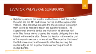 LEVATOR PALPEBRAE SUPERIORIS
 Relations– Above the levator and between it and the roof of
the orbit are the 4th and frontal nerves and the supraorbital
vessels. The 4th nerve crosses the muscle close to its origin
from lateral to medial to reach the superior oblique. The
supraorbital artery is above the muscle in its anterior half
only. The frontal nerve crosses the muscle obliquely from the
lateral to the medial side. Below the levator is the medial part
of the superior rectus. • Innervation– The superior division of
the 3rd nerve reaches the muscle either by piercing the
medial edge of the superior rectus or curving around its
medial border.
9/29/2020
optometristsania@gmail.com , find us on youtube as Optom
Corner
36
 