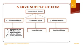 NERVE SUPPLY OF EOM
9/29/2020
optometristsania@gmail.com , find us on youtube as Optom
Corner
37
 