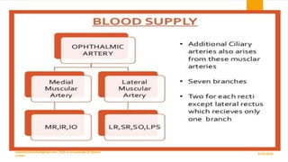 Blood Supply
9/29/2020
optometristsania@gmail.com , find us on youtube as Optom
Corner
38
 