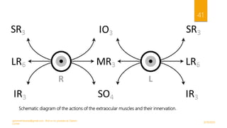 9/29/2020
optometristsania@gmail.com , find us on youtube as Optom
Corner
41
Schematic diagram of the actions of the extraocular muscles and their innervation.
 