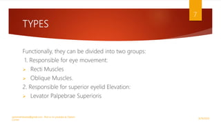 TYPES
Functionally, they can be divided into two groups:
1. Responsible for eye movement:
 Recti Muscles
 Oblique Muscles.
2. Responsible for superior eyelid Elevation:
 Levator Palpebrae Superioris
9/29/2020
optometristsania@gmail.com , find us on youtube as Optom
Corner
7
 