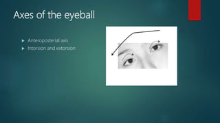Extraocular muscles | PPTX