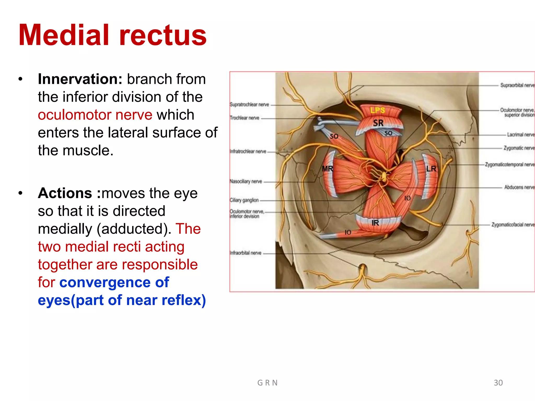 Extraocular muscles | PDF | Death, Injury, or Military Conflict ...