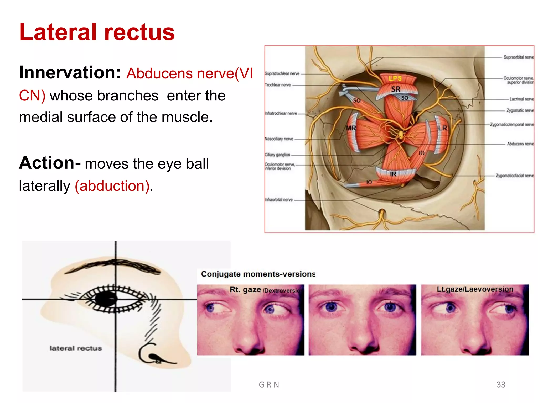 Extraocular muscles | PDF | Death, Injury, or Military Conflict ...