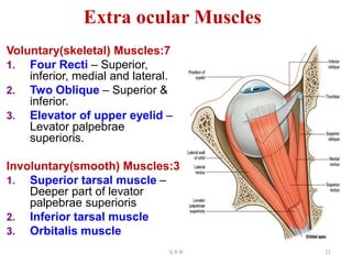 Voluntary(skeletal) Muscles:7
1. Four Recti – Superior,
inferior, medial and lateral.
2. Two Oblique – Superior &
inferior.
3. Elevator of upper eyelid –
Levator palpebrae
superioris.
Involuntary(smooth) Muscles:3
1. Superior tarsal muscle –
Deeper part of levator
palpebrae superioris
2. Inferior tarsal muscle
3. Orbitalis muscle
Extra ocular Muscles
G R N 11
 