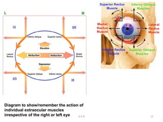 Diagram to show/remember the action of
individual extraocular muscles
irrespective of the right or left eye G R N 13
 