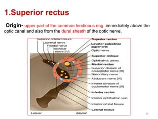 1.Superior rectus
Origin- upper part of the common tendinous ring, immediately above the
optic canal and also from the dural sheath of the optic nerve.
G R N 16
 