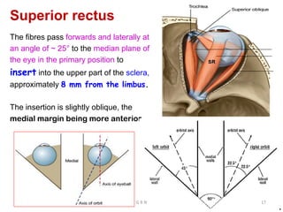 Superior rectus
The fibres pass forwards and laterally at
an angle of ~ 25° to the median plane of
the eye in the primary position to
insert into the upper part of the sclera,
approximately 8 mm from the limbus.
The insertion is slightly oblique, the
medial margin being more anterior.
G R N 17
 