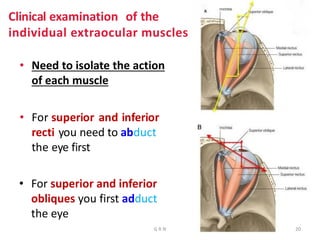 • Need to isolate the action
of each muscle
• For superior and inferior
recti you need to abduct
the eye first
• For superior and inferior
obliques you first adduct
the eye
Clinical examination of the
individual extraocular muscles
G R N 20
 