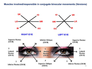 Muscles involved/responsible in conjugate binocular movements (Versions)
G R N 23
 