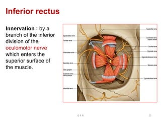 Inferior rectus
Innervation : by a
branch of the inferior
division of the
oculomotor nerve
which enters the
superior surface of
the muscle.
G R N 25
 