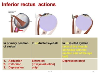 Inferior rectus actions
In primary position
of eyeball
In adducted eyeball In abducted eyeball
(axis of the muscle
coincides with the
median axis of the eye
ball)
1. Adduction
2. Extorsion
3. Depression
Extorsion
( Excycloduction)
only!
Depression only!
G R N 26
 