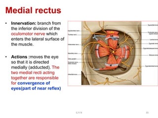 Medial rectus
• Innervation: branch from
the inferior division of the
oculomotor nerve which
enters the lateral surface of
the muscle.
• Actions :moves the eye
so that it is directed
medially (adducted). The
two medial recti acting
together are responsible
for convergence of
eyes(part of near reflex)
G R N 30
 
