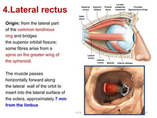 4.Lateral rectus
Origin: from the lateral part
of the common tendinous
ring and bridges
the superior orbital fissure;
some fibres arise from a
spine on the greater wing of
the sphenoid.
The muscle passes
horizontally forward along
the lateral wall of the orbit to
insert into the lateral surface of
the sclera, approximately 7 mm
from the limbus
G R N 32
 