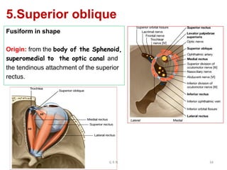 5.Superior oblique
Fusiform in shape
Origin: from the body of the Sphenoid,
superomedial to the optic canal and
the tendinous attachment of the superior
rectus.
G R N 34
 
